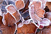 HYDRANGEA MACROPHYLLA, HYDRANGEA