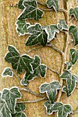 HEDERA HELIX, IVY