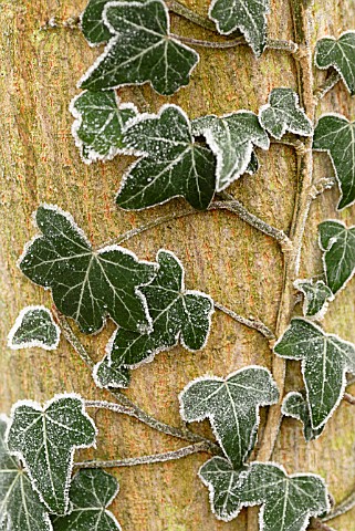 HEDERA_HELIX_IVY