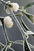 VISCUM ALBUM, MISTLETOE