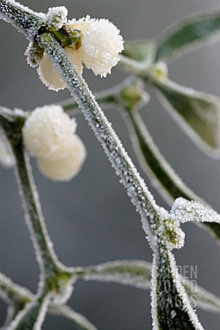 VISCUM_ALBUM_MISTLETOE