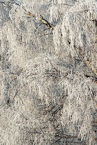 BETULA_PENDULA_BIRCH__WEEPING_BIRCH