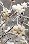 GAULTHERIA HISPIDA, SNOW-BERRY