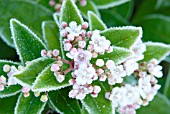 VIBURNUM TINUS, VIBURNUM