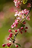 MALUS SCHEIDECKERI ‘HILLIERI’, APPLE