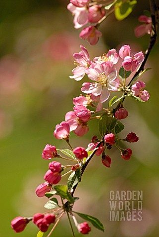 MALUS_SCHEIDECKERI_HILLIERI_APPLE