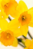 NARCISSUS, DAFFODIL