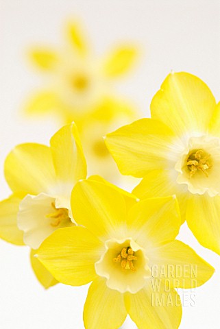 NARCISSUS_PIPIT_DAFFODIL