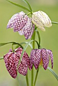 FRITILLARIA MELEAGRIS, FRITILLARY - SNAKES HEAD FRITILLARY