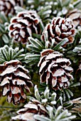 TSUGA SIEBOLDII, SOUTHERN JAPANESE HEMLOCK