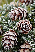 TSUGA SIEBOLDII, SOUTHERN JAPANESE HEMLOCK