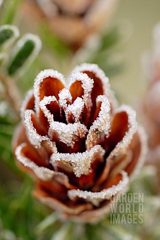 TSUGA_SIEBOLDII_SOUTHERN_JAPANESE_HEMLOCK