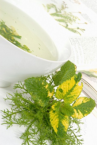 MELISSA_OFFICINALIS_LEMON_BALM