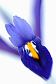 IRIS RETICULATA, IRIS