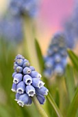 MUSCARI, GRAPE HYACINTH