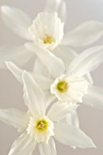 NARCISSUS TRIANDRUS ‘THALIA’, DAFFODIL