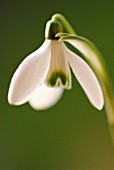 GALANTHUS, SNOWDROP