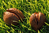 AESCULUS HIPPOCASTANUM, HORSE CHESTNUT, CONKER