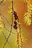 LARIX, LARCH