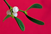 VISCUM ALBUM, MISTLETOE