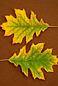 QUERCUS RUBRA, OAK - RED OAK