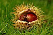 CASTANEA SATIVA, CHESTNUT - SWEET CHESNUT