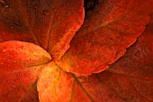 PARTHENOCISSUS TRICUSPIDATA, BOSTON IVY