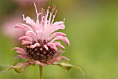 MONARDA DIDYMA, BERGAMOT - MONARDA