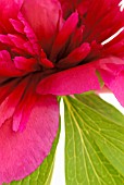 PAEONIA OFFICINALIS, PEONY