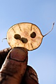 LUNARIA ANNUA, HONESTY