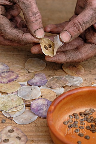 LUNARIA_ANNUA_HONESTY