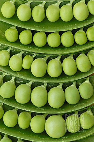 PISUM_SATIVUM_PEA