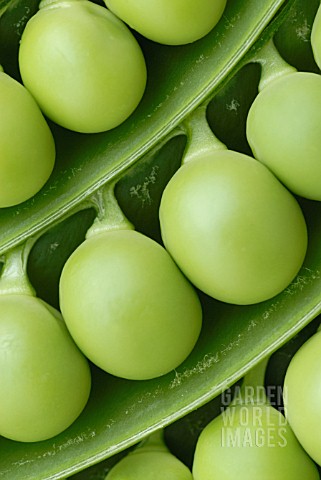 PISUM_SATIVUM_PEA