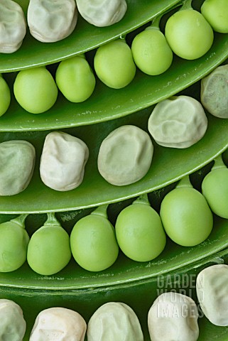 PISUM_SATIVUM_PEA