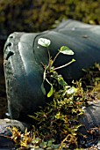 ALLIARIA PETIOLATA, MUSTARD - GARLIC MUSTARD