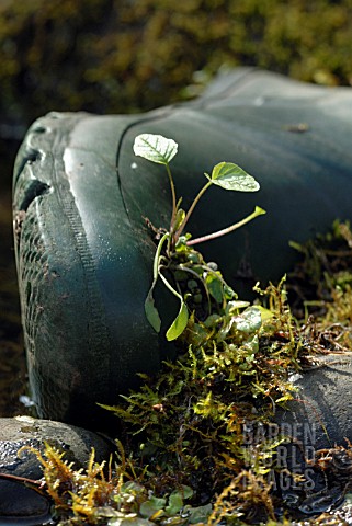 ALLIARIA_PETIOLATA_MUSTARD__GARLIC_MUSTARD