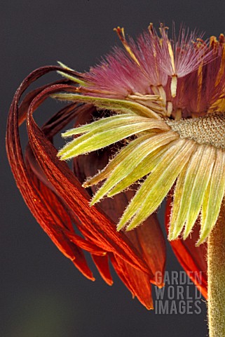 GERBERA_GERBERA