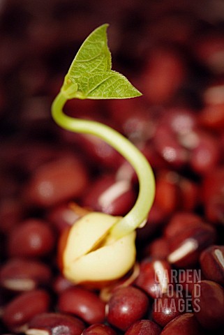 VIGNA_ANGULARIS_ADZUKI_BEAN