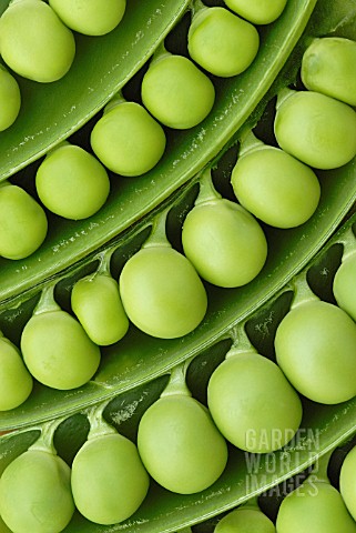 PISUM_SATIVUM_PEA