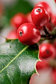 ILEX AQUIFOLIUM, HOLLY