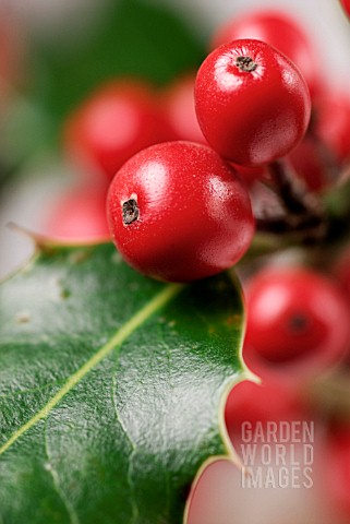 ILEX_AQUIFOLIUM_HOLLY