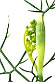 FOENICULUM VULGARE, (FENNEL)