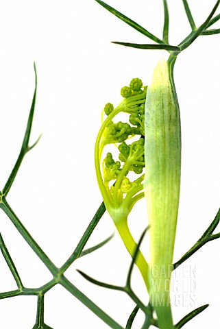 FOENICULUM_VULGARE_FENNEL