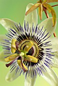 PASSIFLORA CAERULEA, PASSION FLOWER