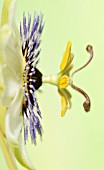 PASSIFLORA CAERULEA, PASSION FLOWER