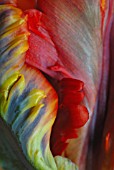 TULIPA, TULIP - PARROT TULIP