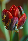 TULIPA, TULIP - PARROT TULIP