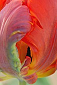 TULIPA, TULIP - PARROT TULIP