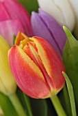 TULIPA, TULIP