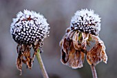 ECHINACEA, ECHINACEA, PURPLE CONEFLOWER